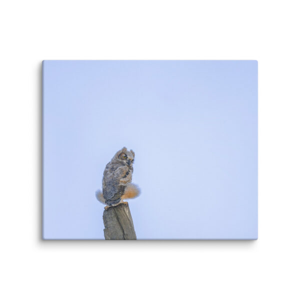 Baby Great Horned Owl! Canvas - Image 12