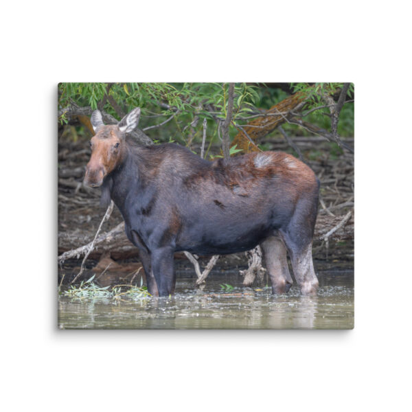 Portrait of a Mama Moose! Canvas - Image 7