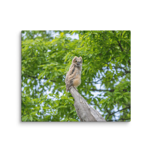 Baby Great horned owl! Canvas - Image 12
