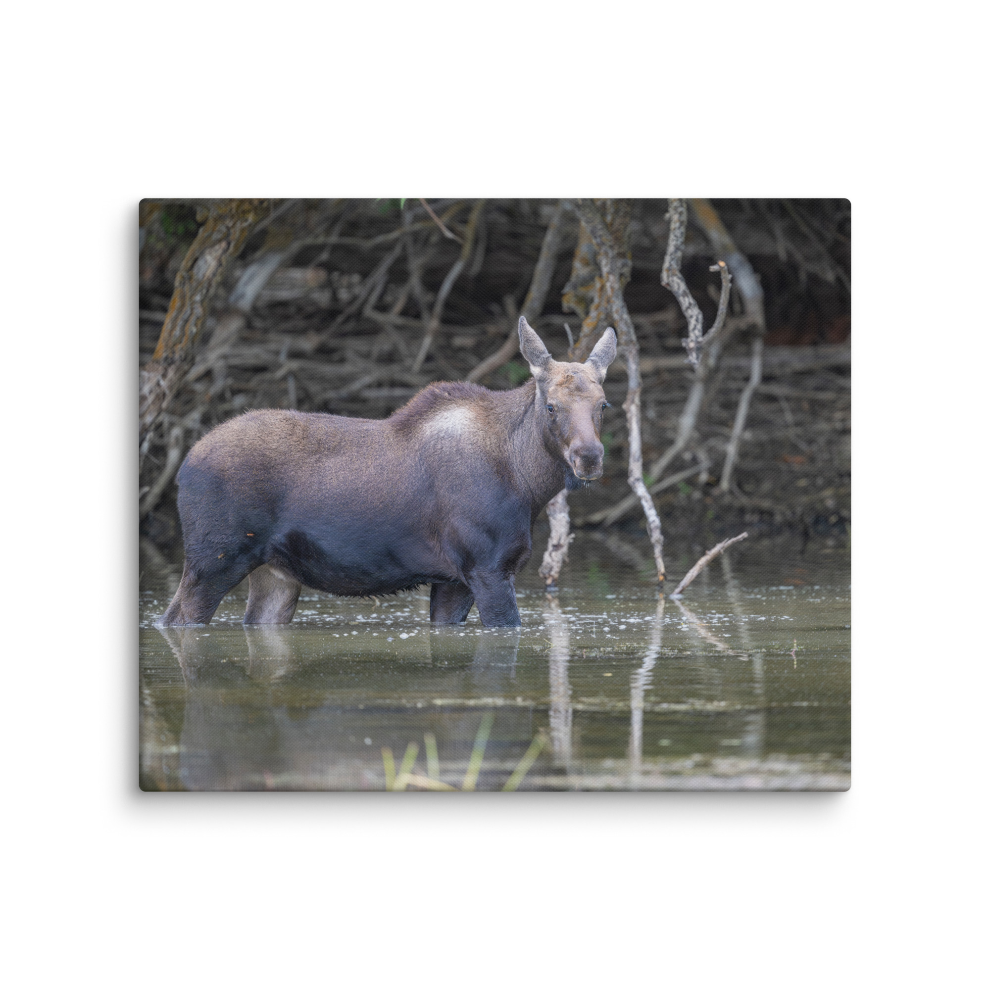 Baby Moose! Canvas - Image 11