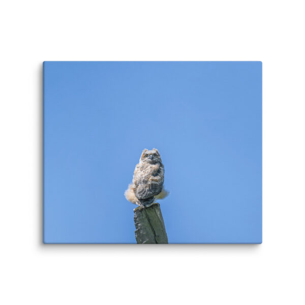 Baby Great horned owl! Canvas - Image 12