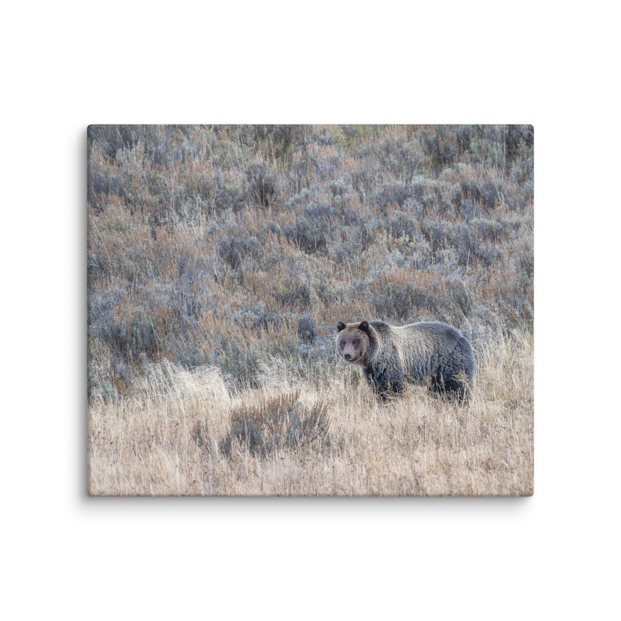 Grizzly bear! Canvas - Image 11