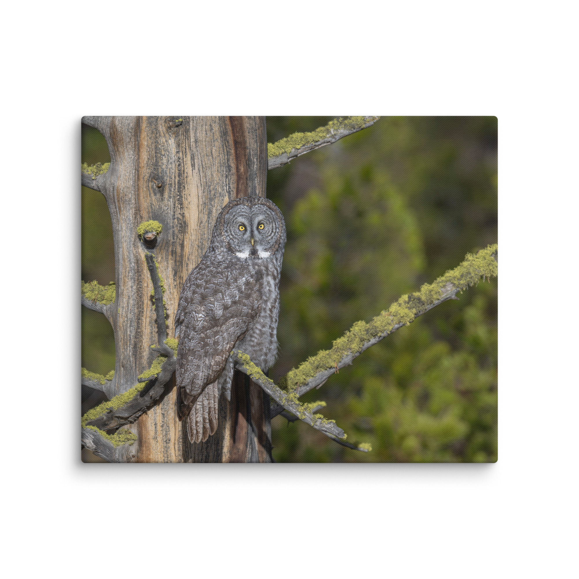 Great Grey Owl Basking in the Sun! Canvas - Image 10