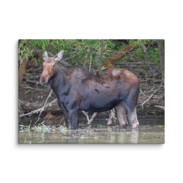 Portrait of a Mama Moose! Canvas - Image 8