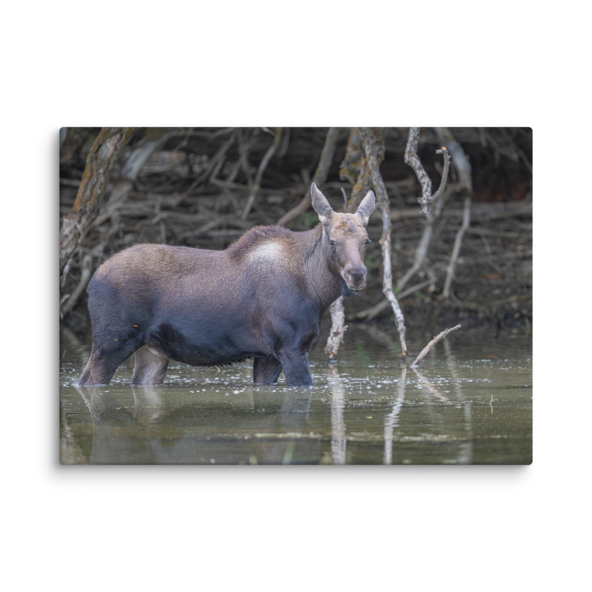 Baby Moose! Canvas - Image 12