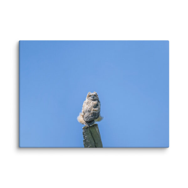 Baby Great horned owl! Canvas - Image 13