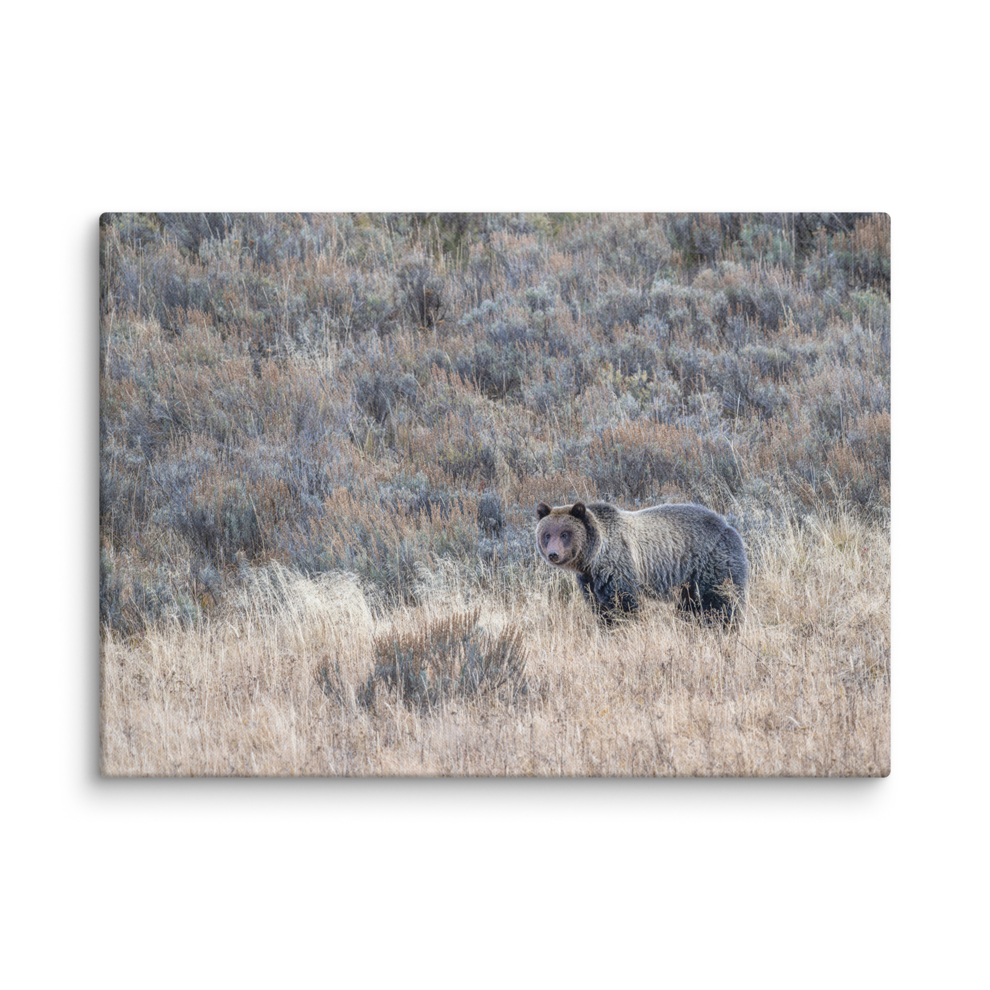 Grizzly bear! Canvas - Image 12