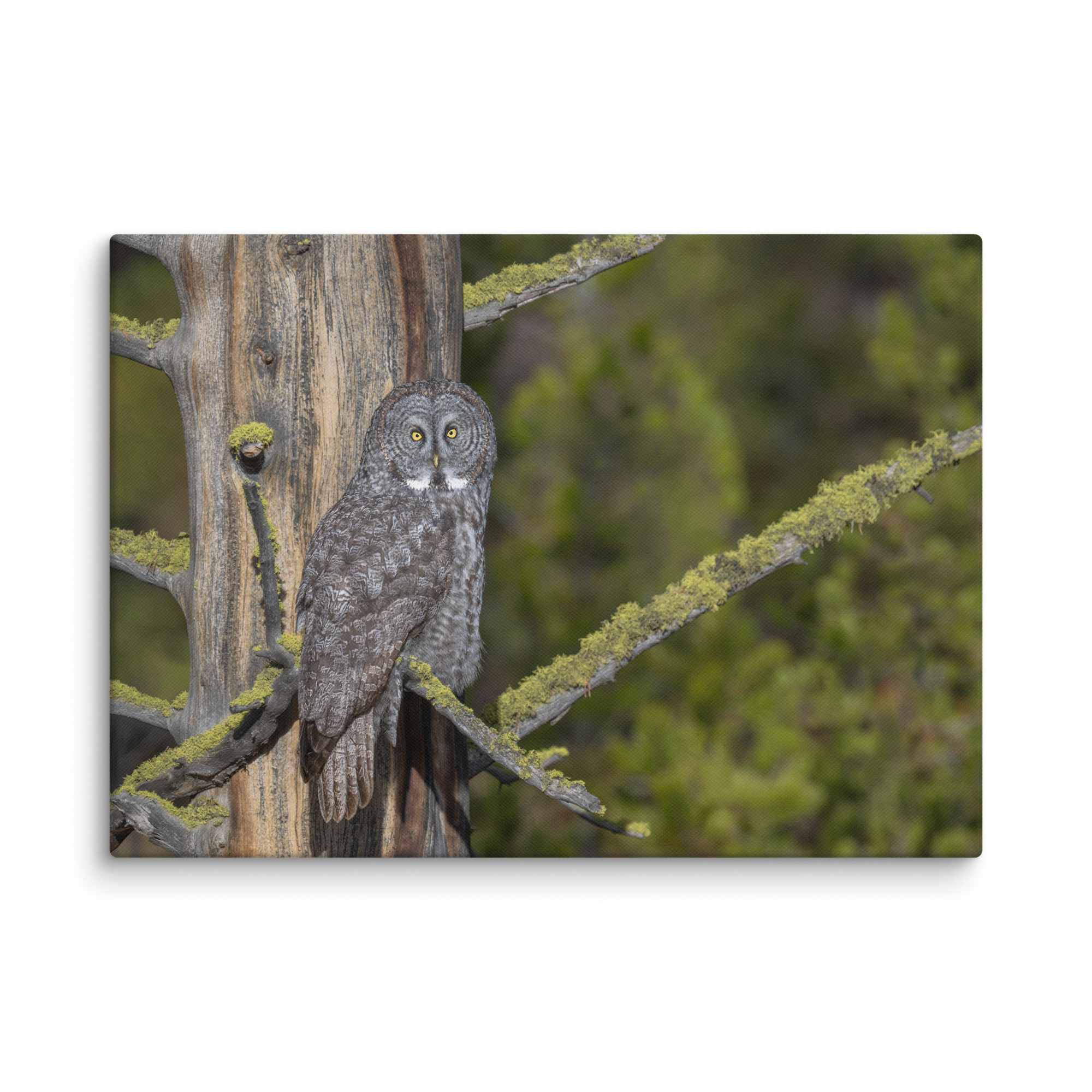 Great Grey Owl Basking in the Sun! Canvas - Image 11