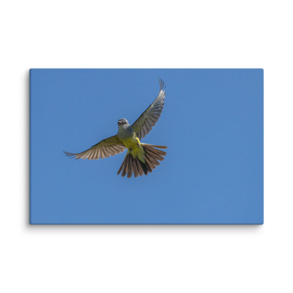 Western Kingbird Hovering Blue Sky! Canvas - Image 14