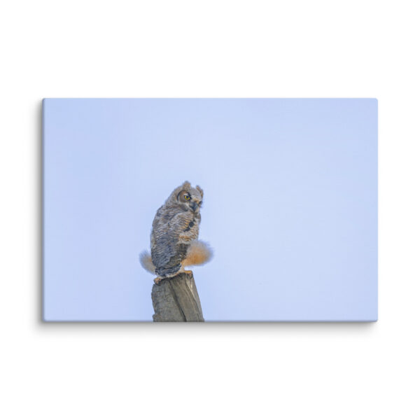 Baby Great Horned Owl! Canvas - Image 14