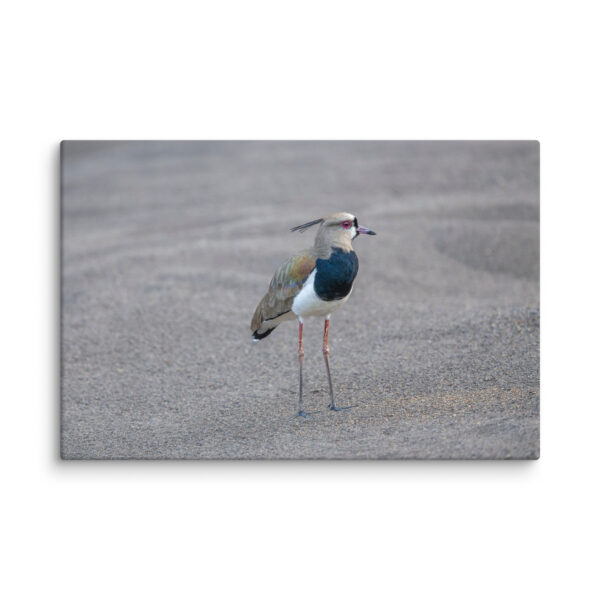 Southern lapwing! Canvas - Image 14