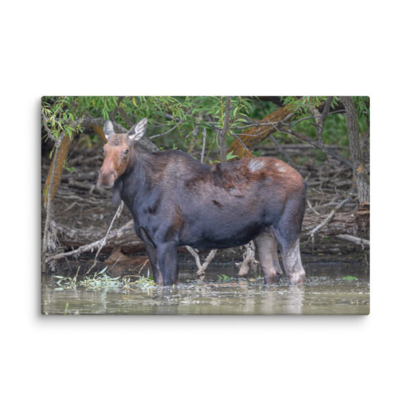 Portrait of a Mama Moose! Canvas - Image 9