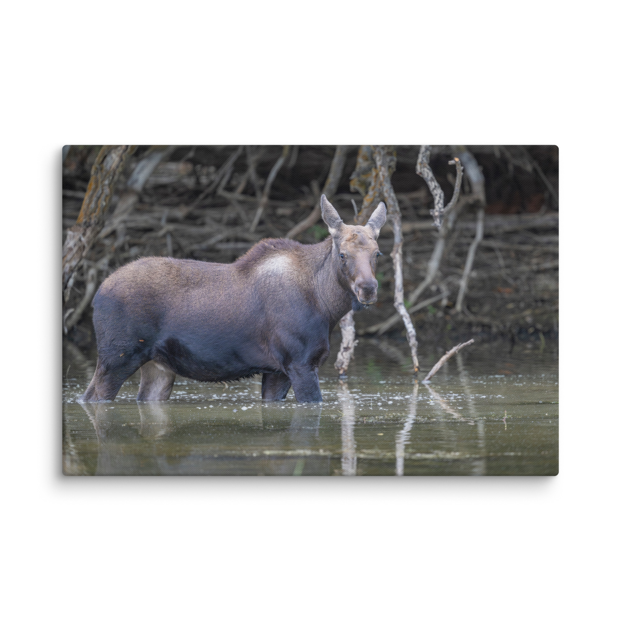 Baby Moose! Canvas - Image 13