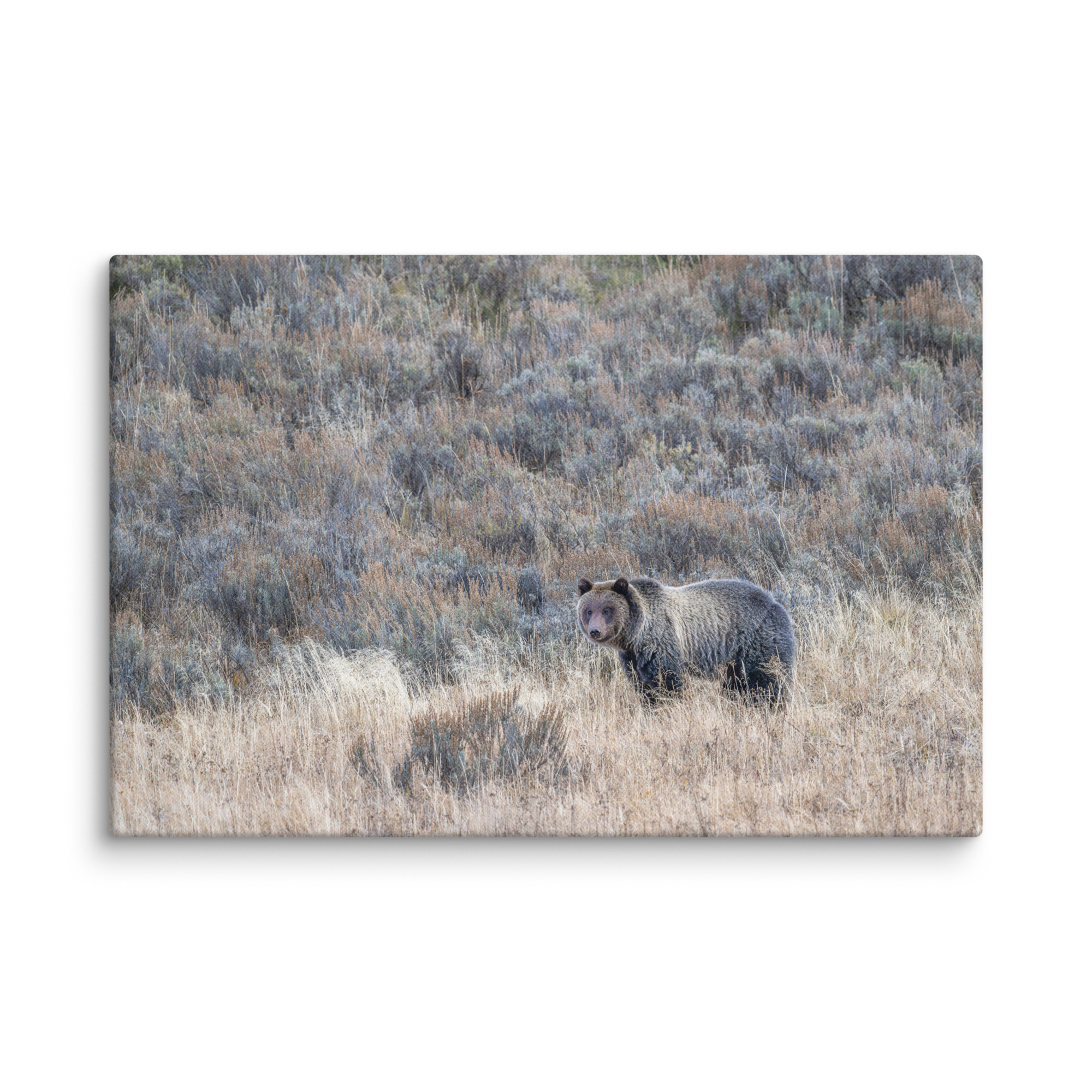Grizzly bear! Canvas - Image 13