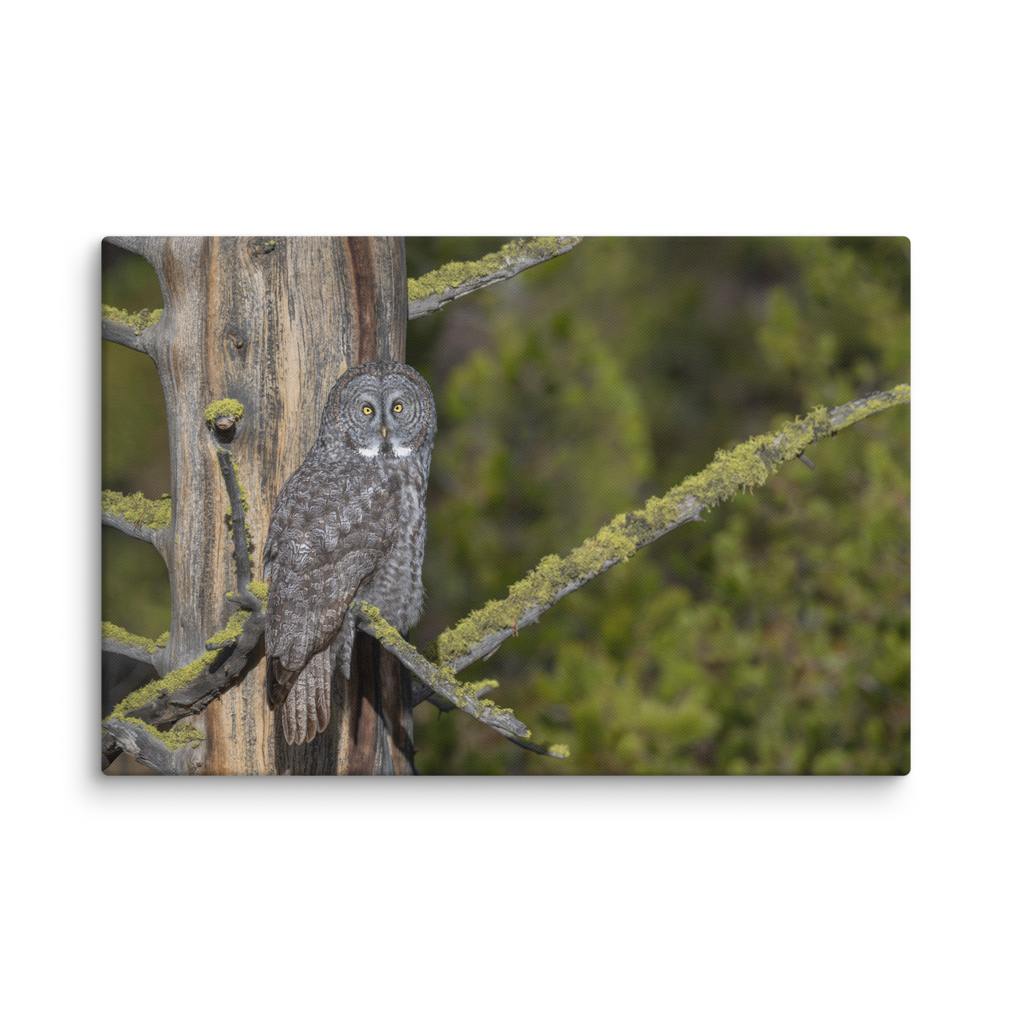Great Grey Owl Basking in the Sun! Canvas - Image 12