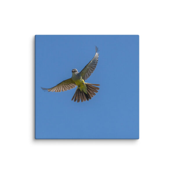 Western Kingbird Hovering Blue Sky! Canvas - Image 15