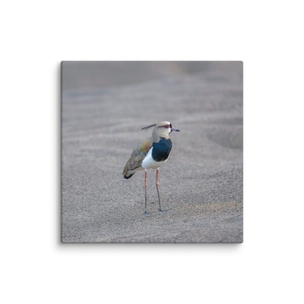 Southern lapwing! Canvas - Image 15