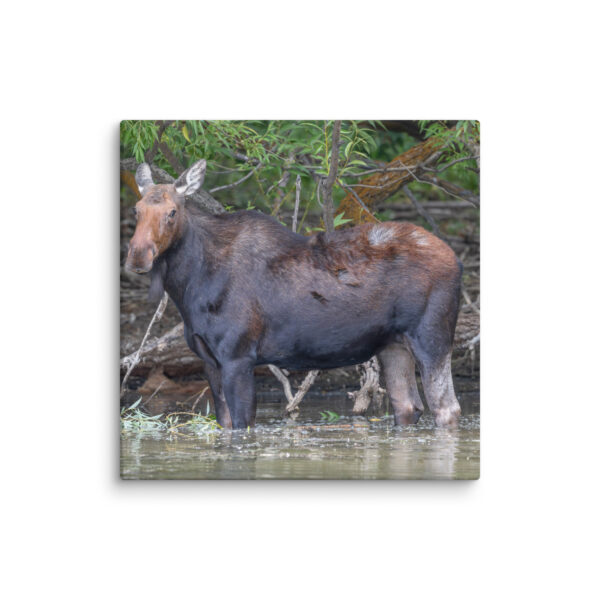 Portrait of a Mama Moose! Canvas - Image 10