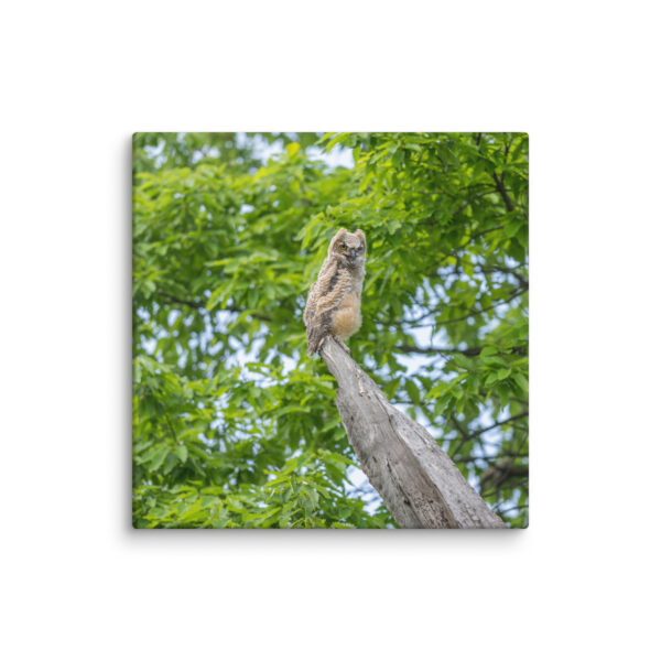 Baby Great horned owl! Canvas - Image 15