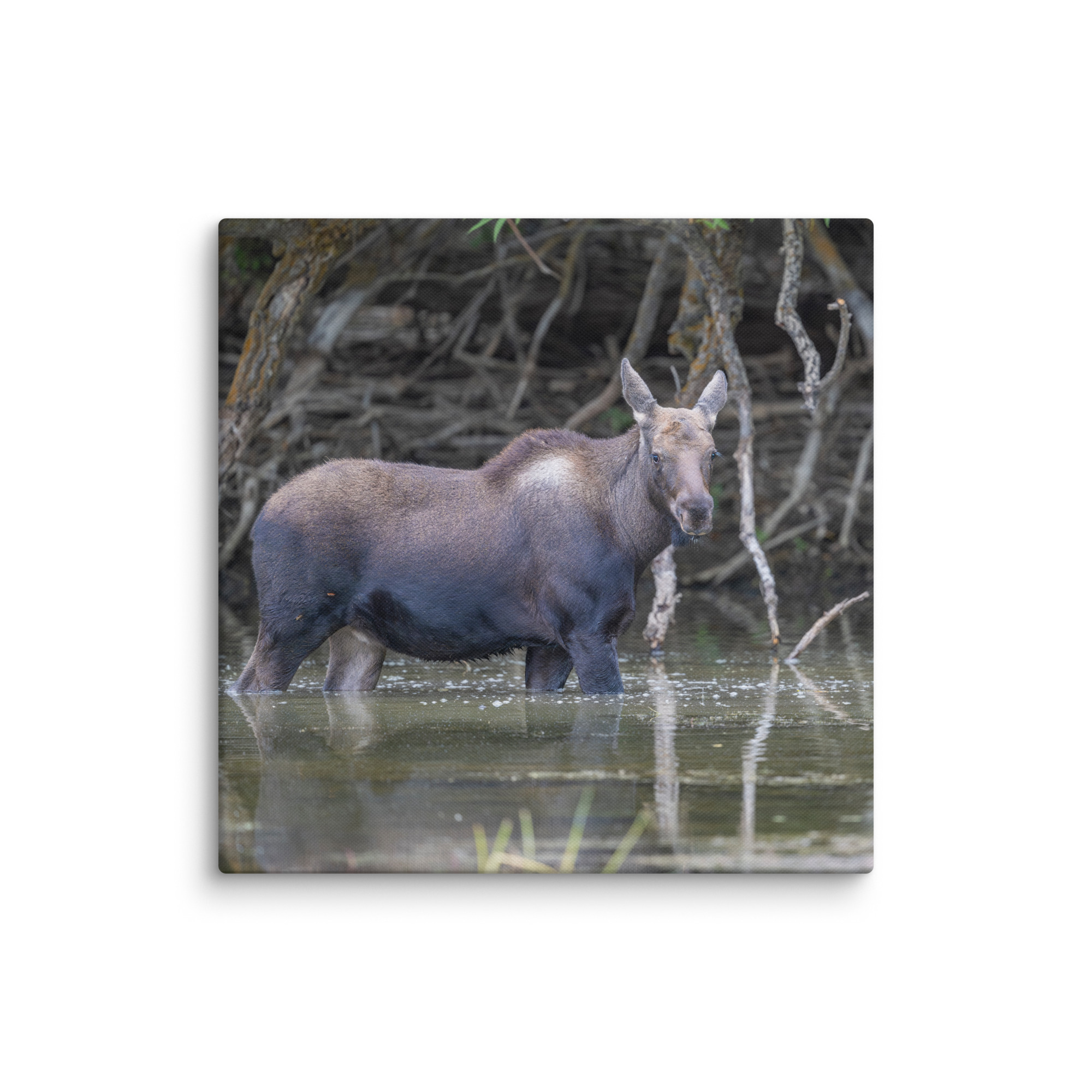 Baby Moose! Canvas - Image 14