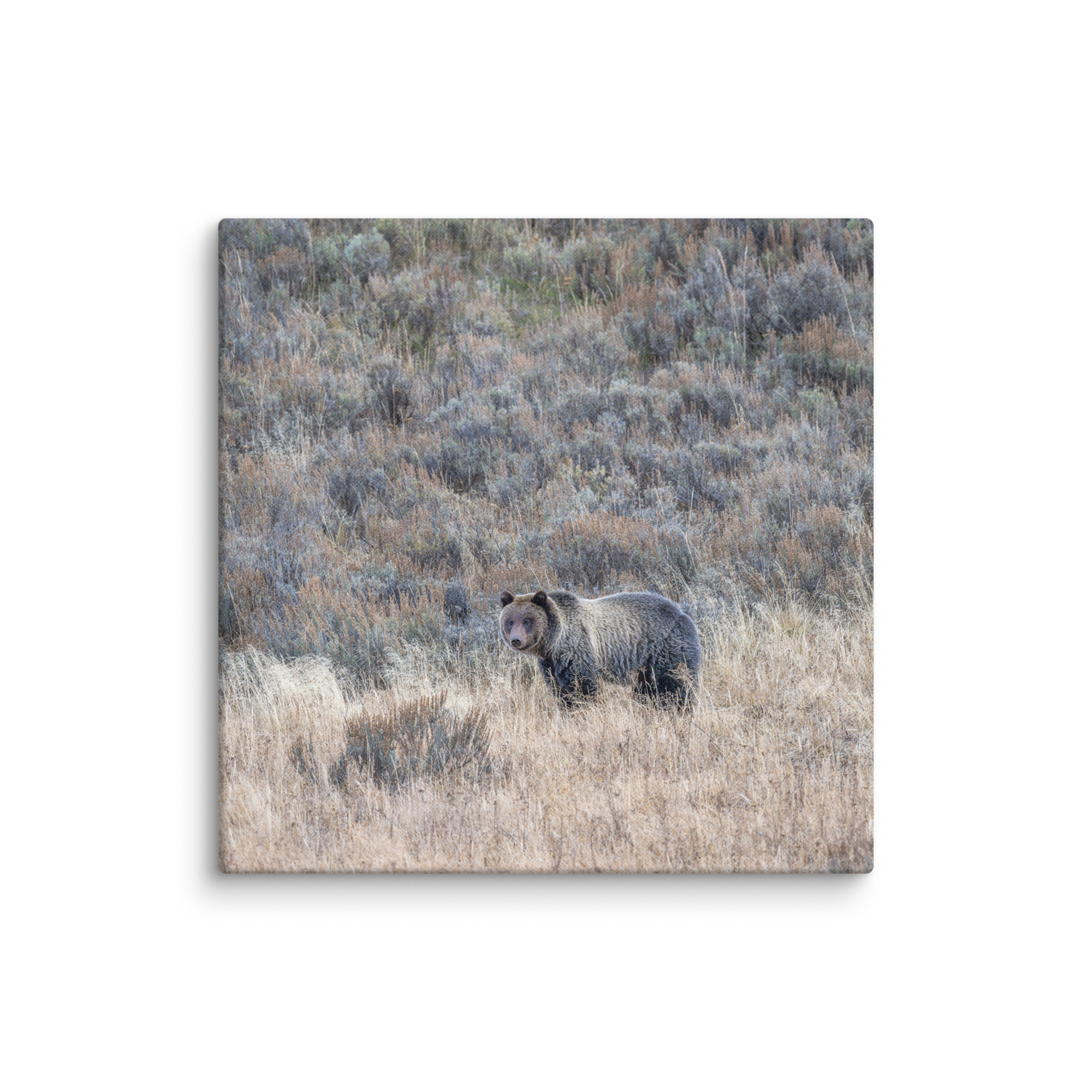 Grizzly bear! Canvas - Image 14