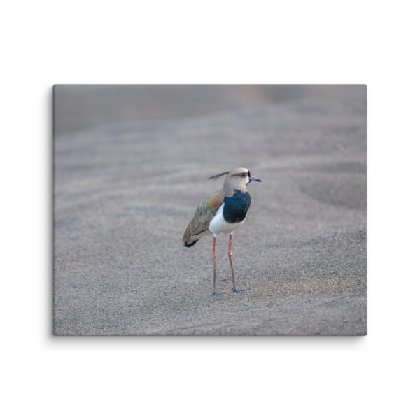 Southern lapwing! Canvas - Image 16