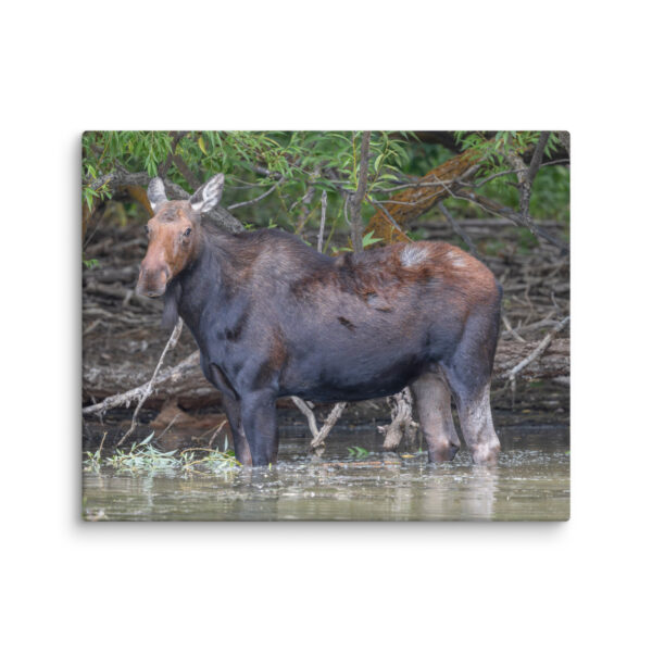 Portrait of a Mama Moose! Canvas - Image 11