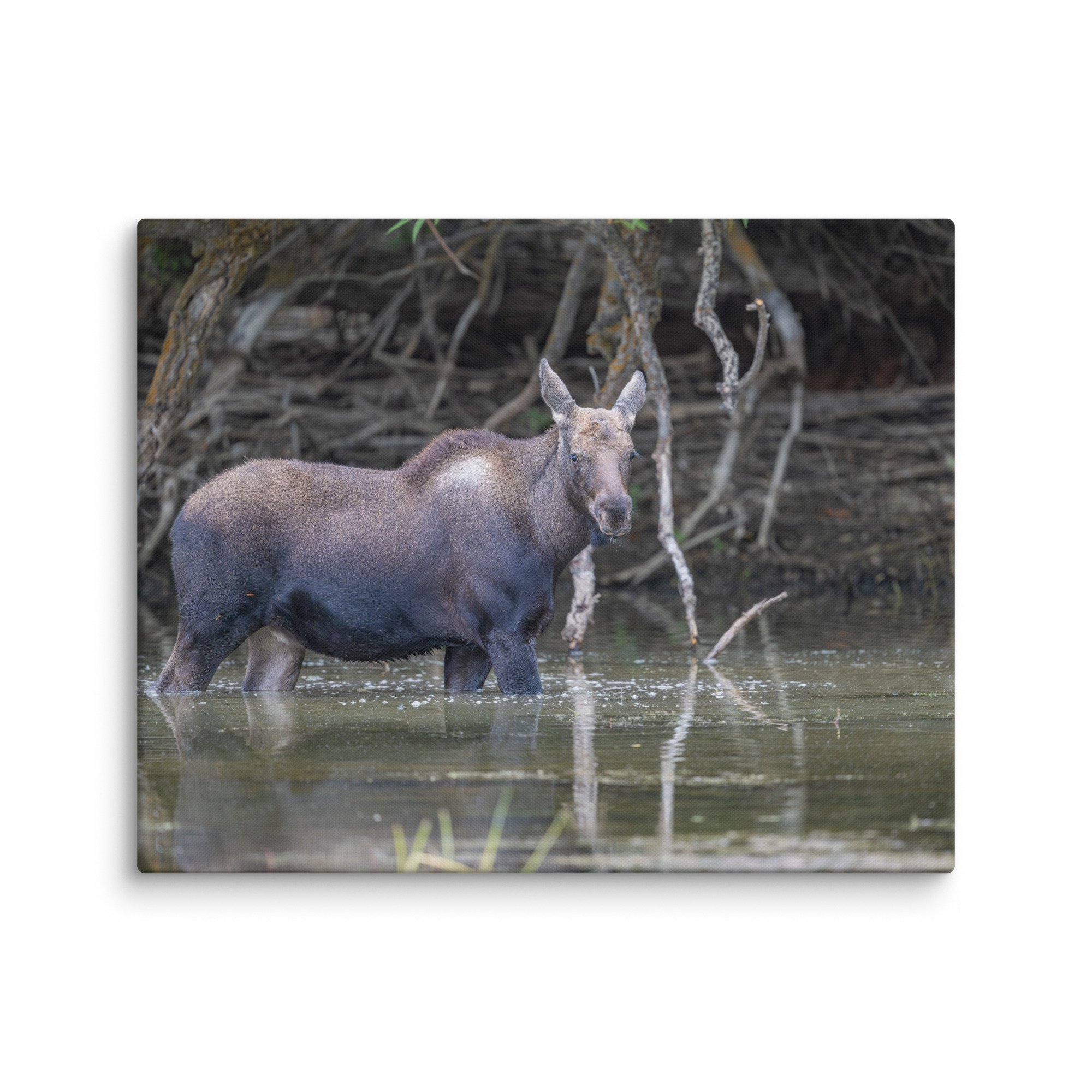 Baby Moose! Canvas - Image 15