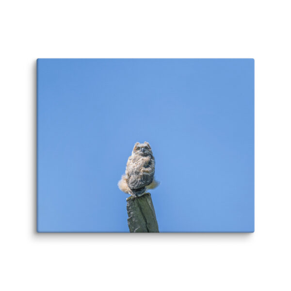 Baby Great horned owl! Canvas - Image 15