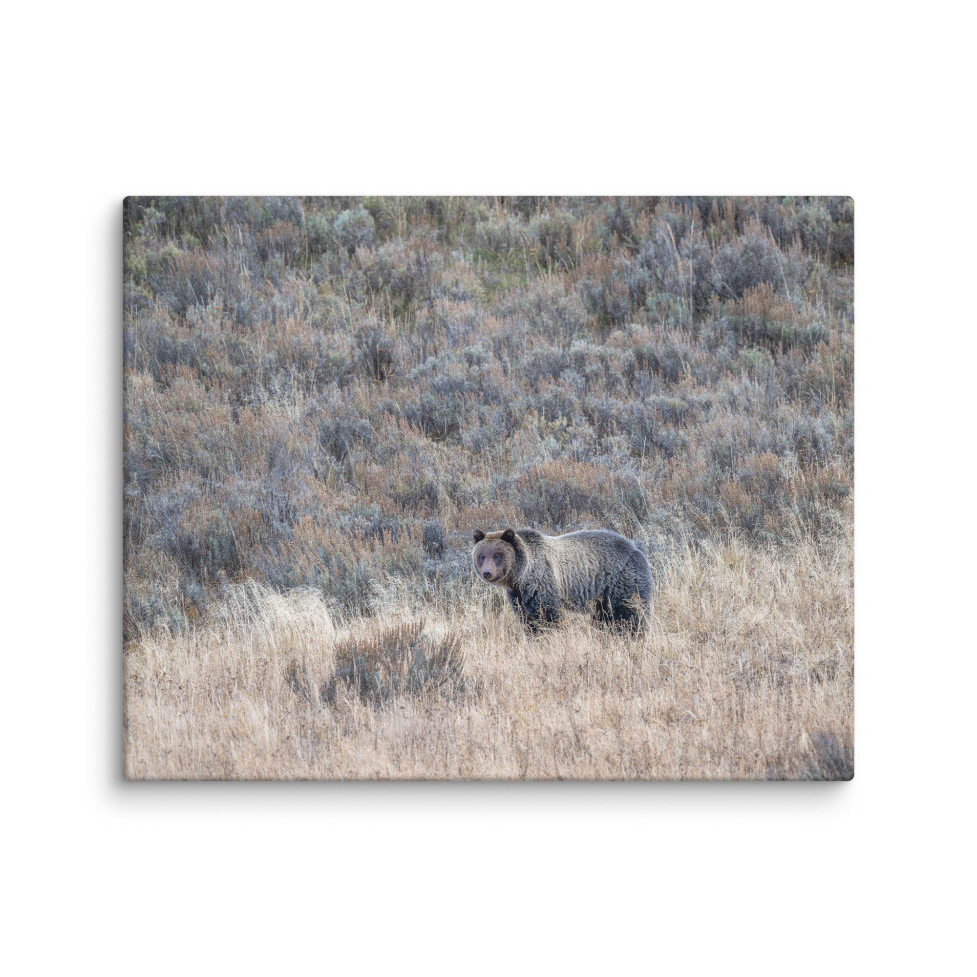 Grizzly bear! Canvas - Image 15