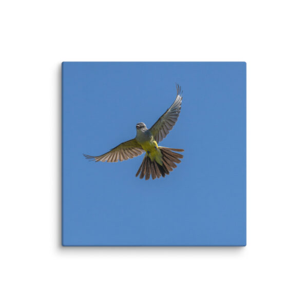 Western Kingbird Hovering Blue Sky! Canvas - Image 17