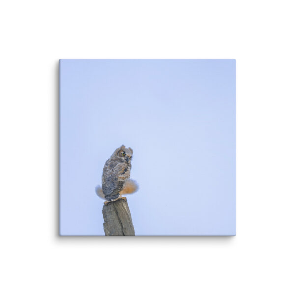 Baby Great Horned Owl! Canvas - Image 17