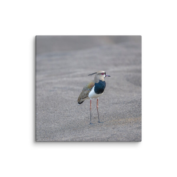 Southern lapwing! Canvas - Image 17