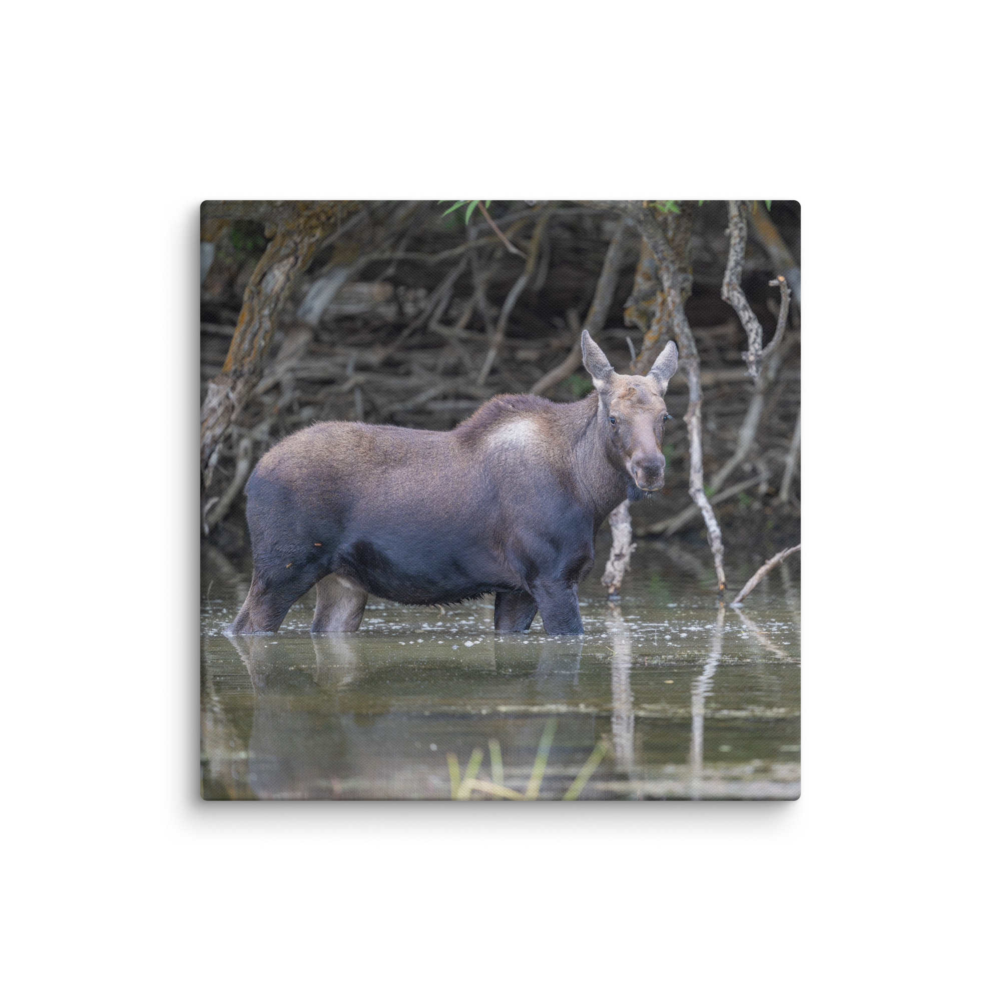 Baby Moose! Canvas - Image 16