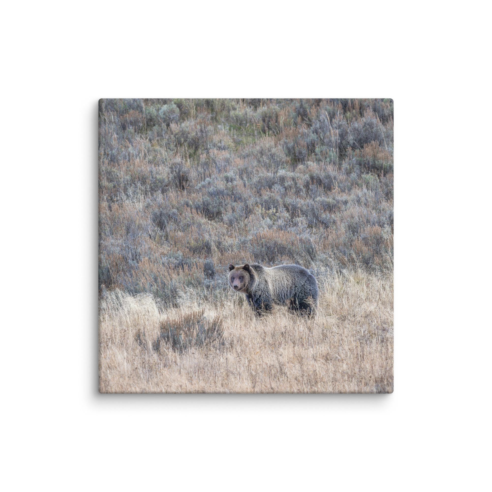 Grizzly bear! Canvas - Image 16