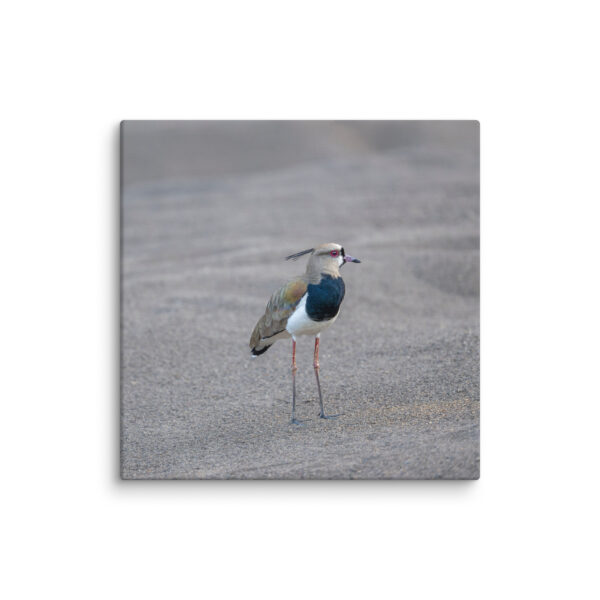 Southern lapwing! Canvas - Image 18