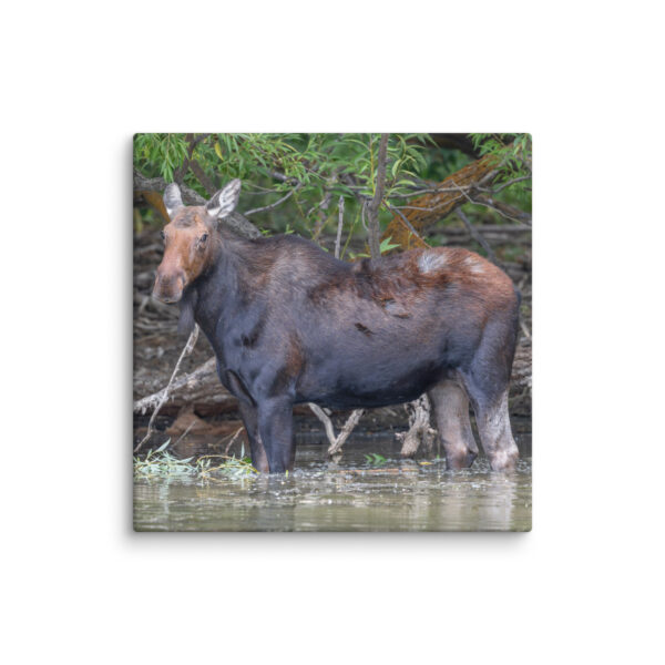 Portrait of a Mama Moose! Canvas - Image 13