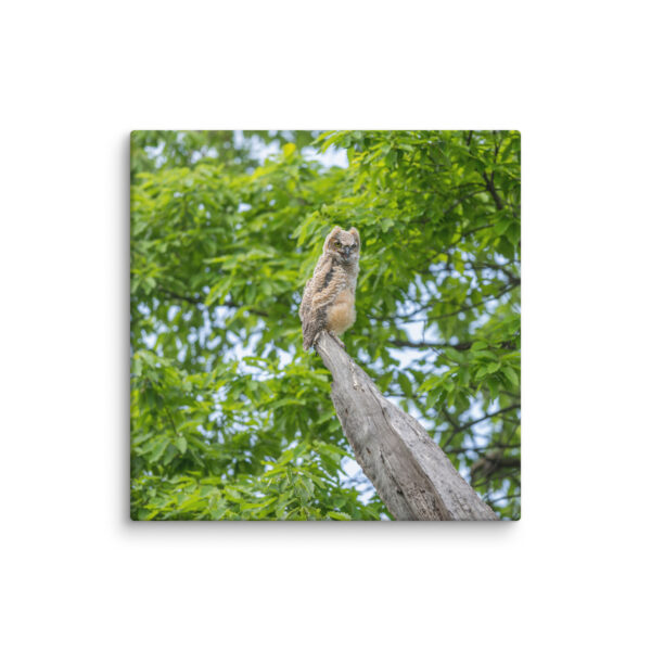 Baby Great horned owl! Canvas - Image 18