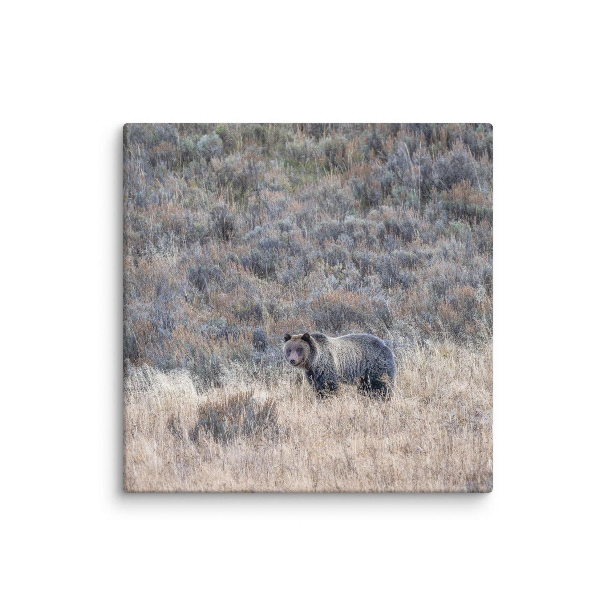 Grizzly bear! Canvas - Image 17