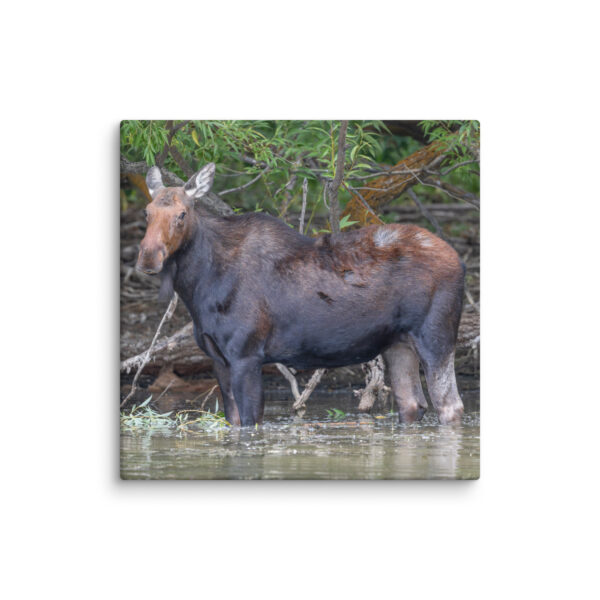 Portrait of a Mama Moose! Canvas - Image 14