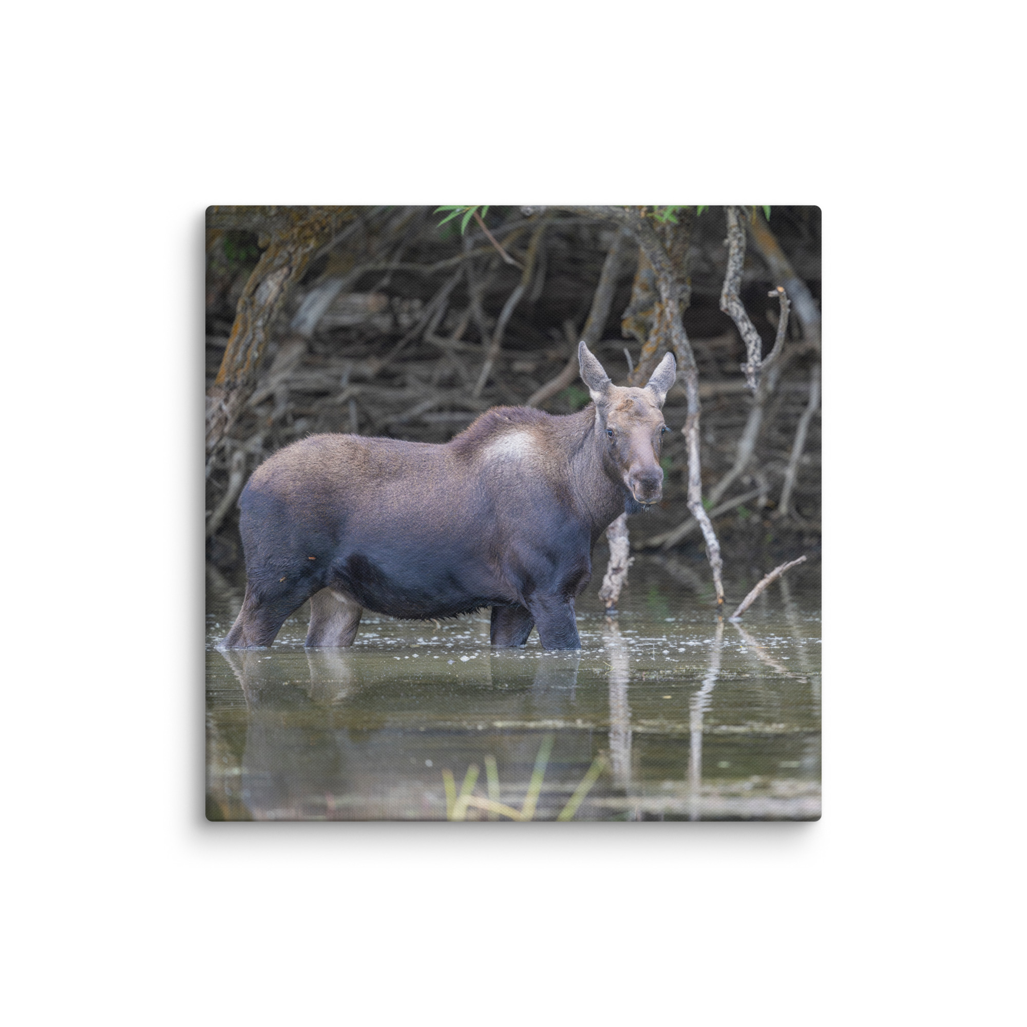 Baby Moose! Canvas - Image 18