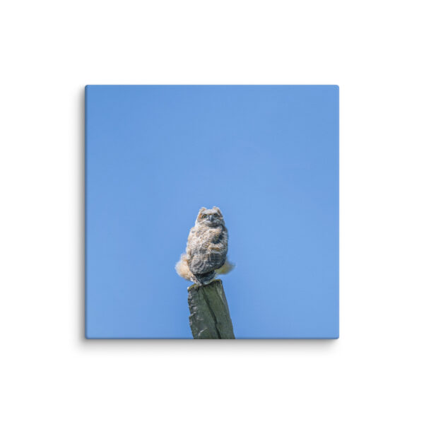 Baby Great horned owl! Canvas - Image 18