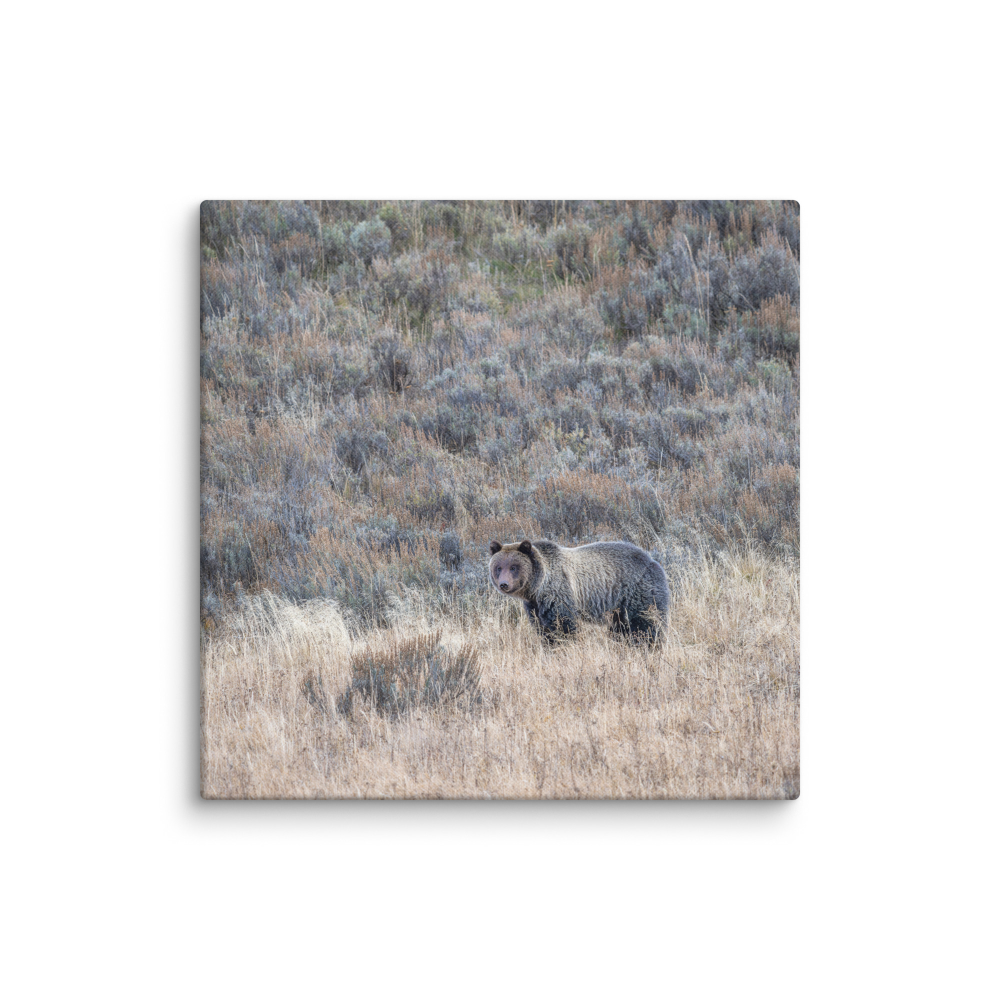 Grizzly bear! Canvas - Image 18