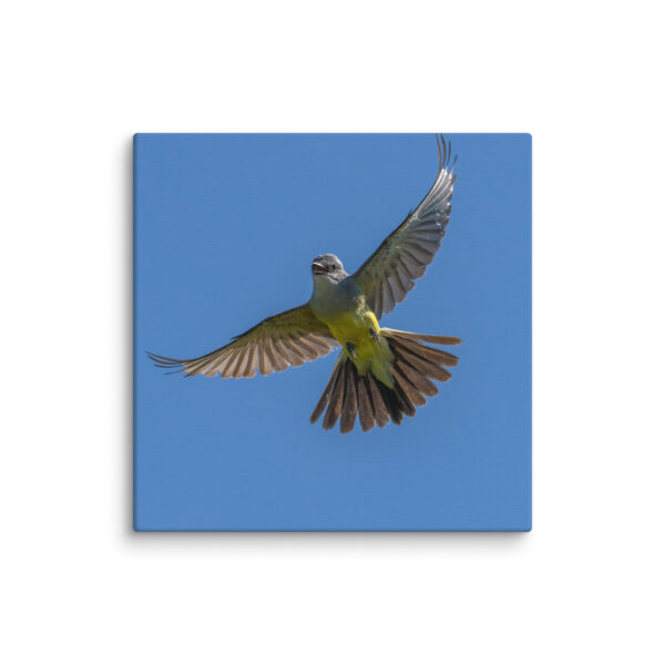 Western Kingbird Hovering Blue Sky! Canvas - Image 20