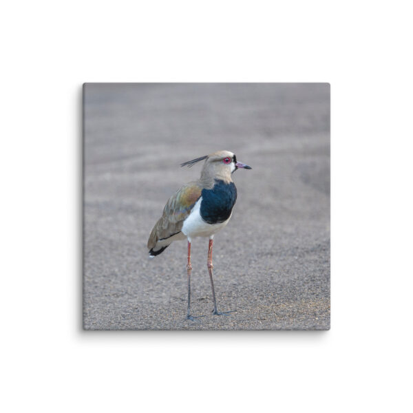 Southern lapwing! Canvas - Image 20