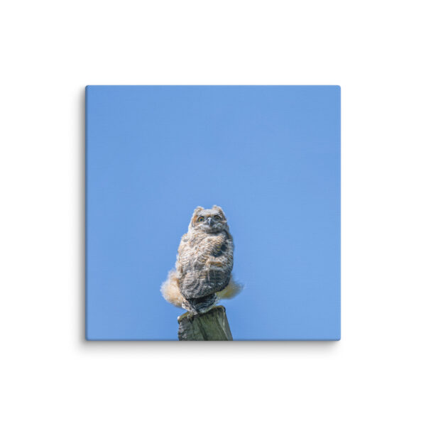Baby Great horned owl! Canvas - Image 19