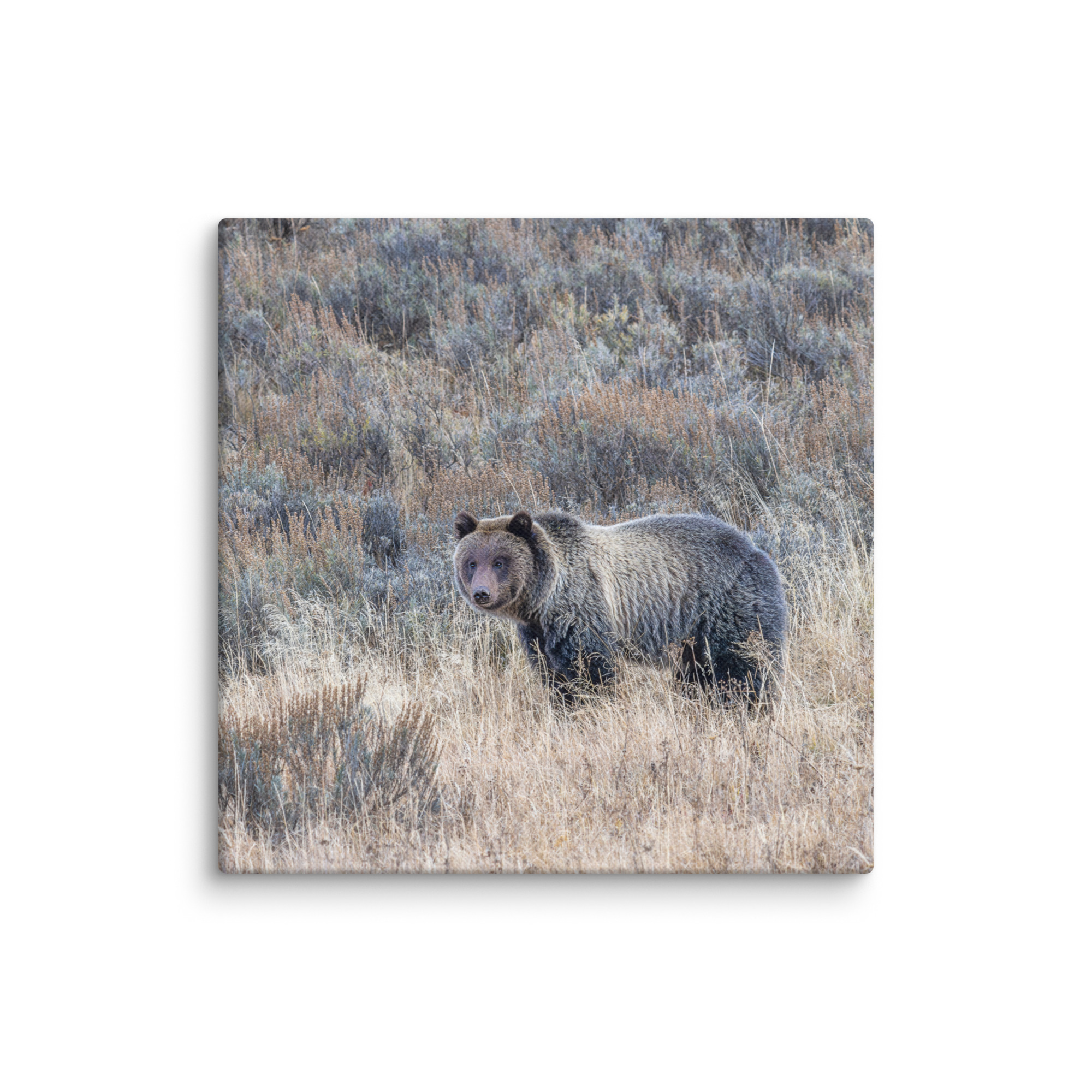 Grizzly bear! Canvas - Image 19