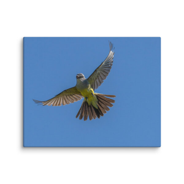 Western Kingbird Hovering Blue Sky! Canvas - Image 21