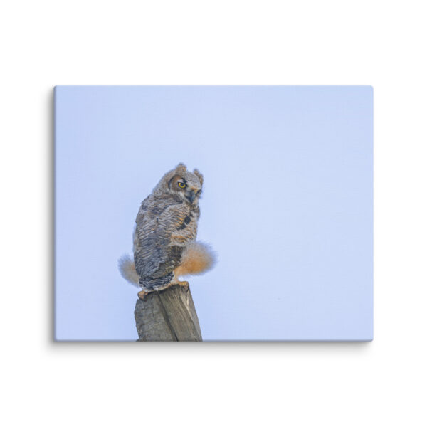 Baby Great Horned Owl! Canvas - Image 21