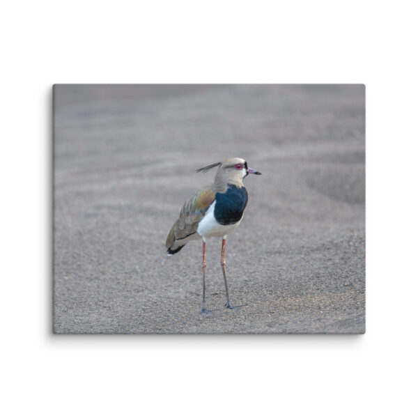 Southern lapwing! Canvas - Image 21